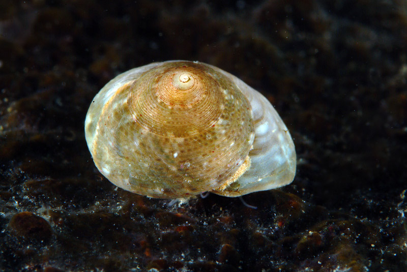 Gibbula varia